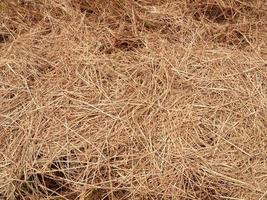 Hay dry texture with close up image use for background image photo
