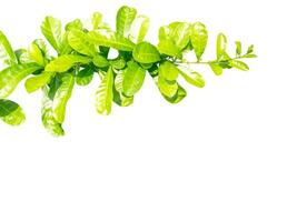 Green branches isolated on white background with free space for text, The leaves  have yellowish green color photo