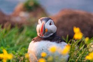 hermoso pájaro frailecillo atlántico o fratercula arctica de pie con una flor amarilla en la hierba junto al acantilado en verano en islandia foto