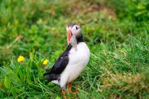 Lovely Atlantic Puffin bird or Fratercula Arctica with sand eel in beak standing on the grass by coastline in North Atlantic Ocean at Iceland