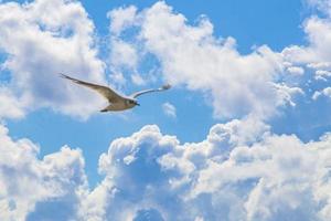 Flying seagull bird with blue sky background clouds in Mexico. photo