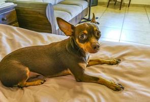 retrato de perro terrier de juguete ruso que se ve encantador y lindo méxico. foto