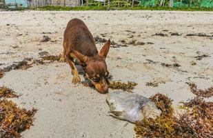 Brown funny dog play with dead fish playful beach Mexico. photo