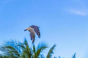 pájaro de gaviota volador con nubes de fondo de cielo azul en méxico. foto