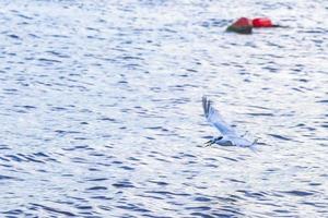 gaviota voladora ave atrapando comida pescado fuera del agua mexico. foto