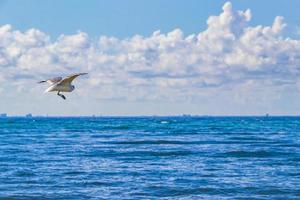 Flying seagull bird with blue sky background clouds in Mexico. photo