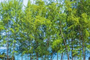 Nai Thon Naithon Beach view behind trees Phuket Thailand. photo