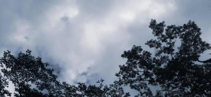 Trees, leaves and clouds background photo