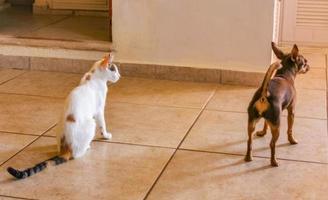 White cat and brown dog fight walk on floor Mexico. photo