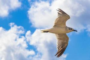 Flying seagull bird with blue sky background clouds in Mexico. photo