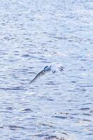 gaviota voladora ave atrapando comida pescado fuera del agua mexico. foto