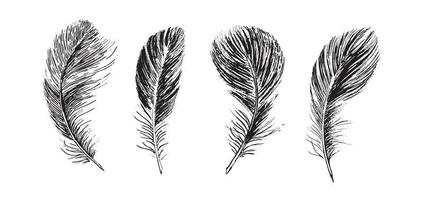 Feathers on white background. Hand drawn sketch style. vector