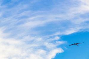 Flying seagull bird with blue sky background clouds in Mexico. photo