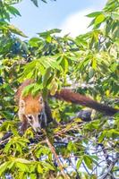 Coati climb trees branches and search fruits tropical jungle Mexico. photo