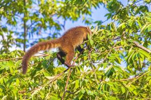 coatí trepar a las ramas de los árboles y buscar frutas en la selva tropical de méxico. foto