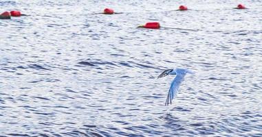 gaviota voladora ave atrapando comida pescado fuera del agua mexico. foto