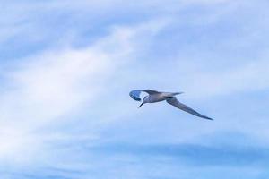 Flying seagull bird with blue sky background clouds in Mexico. photo