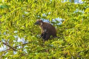 coatí trepar a las ramas de los árboles y buscar frutas en la selva tropical de méxico. foto