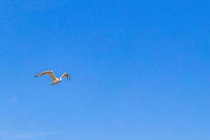 Flying seagull bird with blue sky background clouds in Mexico. photo