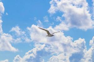 Flying seagull bird with blue sky background clouds in Mexico. photo