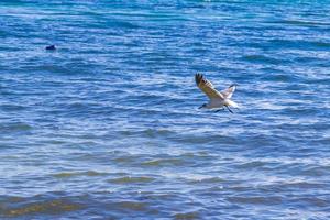 pájaro de gaviota volador con nubes de fondo de cielo azul en méxico. foto