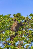 Coati climb trees branches and search fruits tropical jungle Mexico. photo