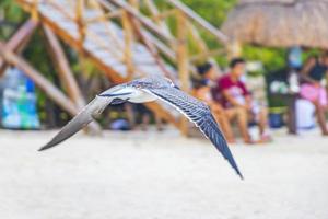 pájaro de gaviota volador con nubes de fondo de cielo azul en méxico. foto