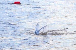 gaviota voladora ave atrapando comida pescado fuera del agua mexico. foto