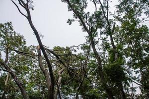 The tree was destroyed by the storm's intensity photo