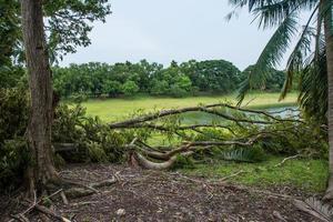 The tree was destroyed by the storm's intensity photo