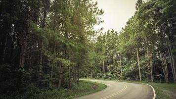 Road in the  Pine forest photo