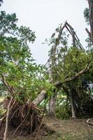 el árbol fue destruido por la intensidad de la tormenta foto