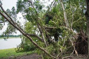 The tree was destroyed by the storm's intensity photo