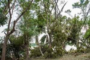 The tree was destroyed by the storm's intensity photo