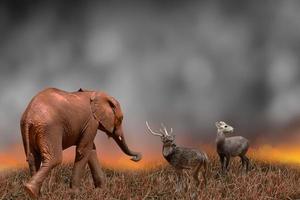 The deer and the elephant were looking for an escape route. Forest fires, wildlife conservation and global environment concepts photo