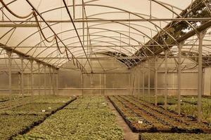 Boxes with seedlings in a nursery photo