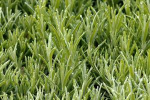 lavanda verde bajo la lluvia foto