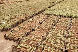 Boxes with seedlings in a nursery photo