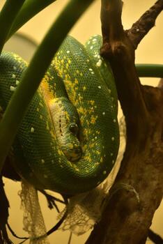 Scaled Green Python in a Tree with Snakeskin photo