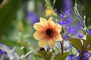 Pretty Blooming Dahlia Flower in a Garden photo