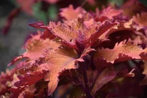hojas rojas brillantes en campanas de coral foto