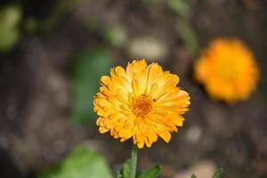 Flowering Yellow Coreopsis Flower Blossom in a Garden photo