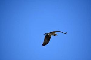 pájaro águila pescadora volando en un cielo azul brillante foto