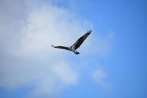 Outstretched Wings on an Osprey in Flight photo