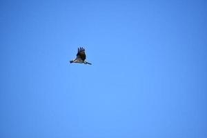 Flying Osprey Bird in Bright Blue Skies photo