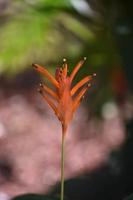 Orange Tropical Flowers Blooming in the Spring photo