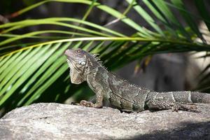 iguana gris empujando hacia arriba en una roca foto