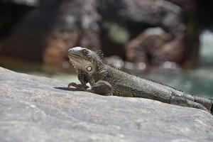iguana estirada sobre una gran roca foto