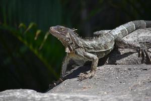 Iguana With Sharp Claws on a Rock photo