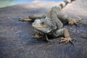 Direct Look into the Face of Iguana photo